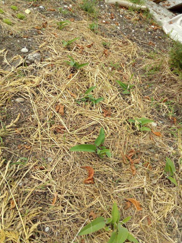 Junge Beinwell pflanzen in einem Gartenbeet