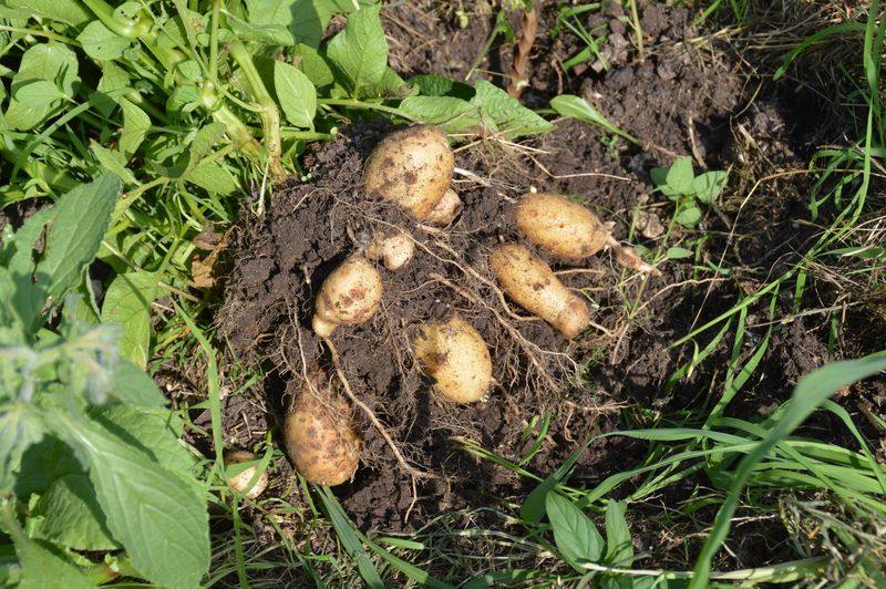 Kartoffelpflanze mit Knollen