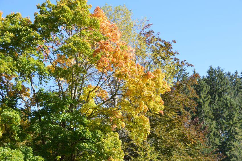 Herbstfärbung des Laubes im Oktober