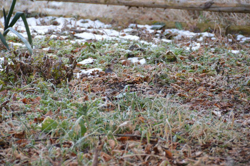 Buchfink sucht am Boden Futter im Laub